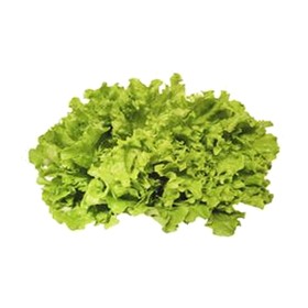 M Gentile Salat