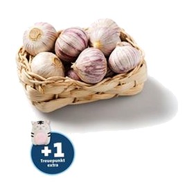 Knollenknoblauch